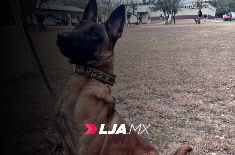 Aguascalientes tiene nueva agente k9: puck, especialista en detección de explosivos