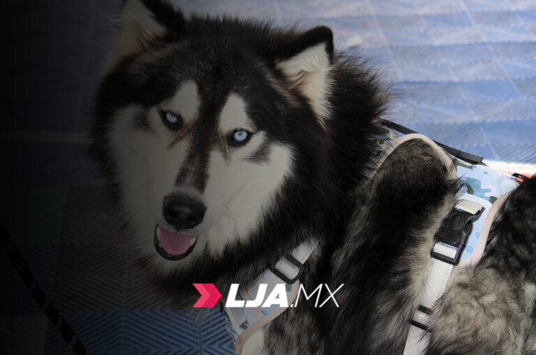 Con más de 20 mil acciones, en Aguascalientes se promueve el cuidado animal