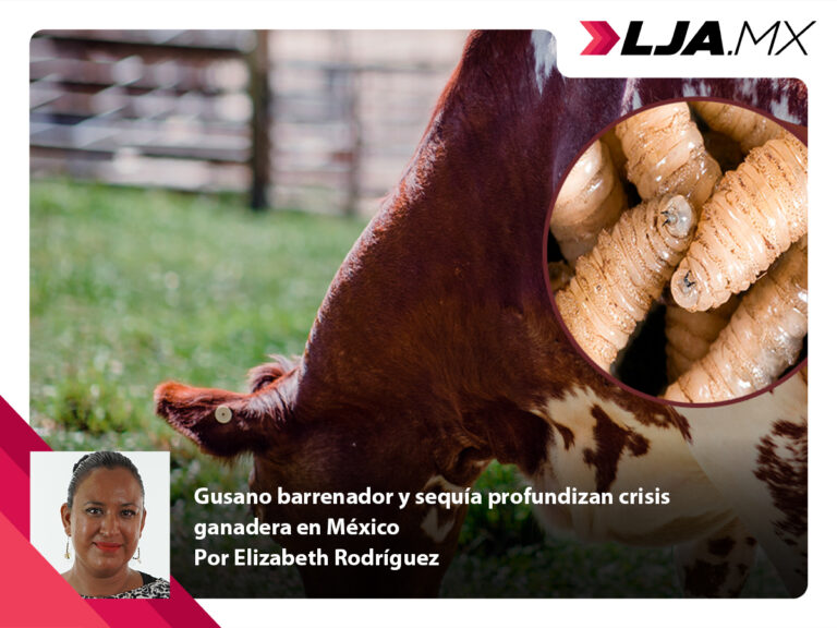 Gusano barrenador y sequía profundizan crisis ganadera en México