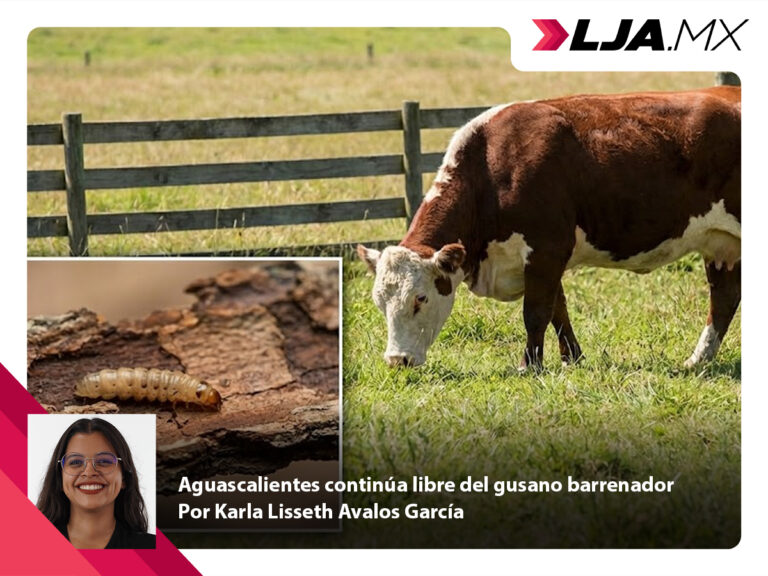 Aguascalientes continúa libre del gusano barrenador