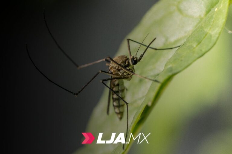 Llaman a reforzar medidas contra el dengue por recientes lluvias en Sonora