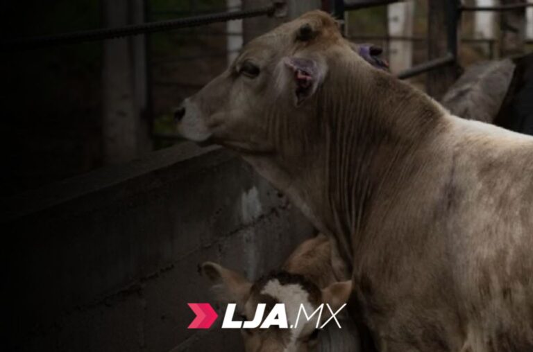 UGRSEM confirma siete casos positivos de gusano barrenador en sur mexiquense