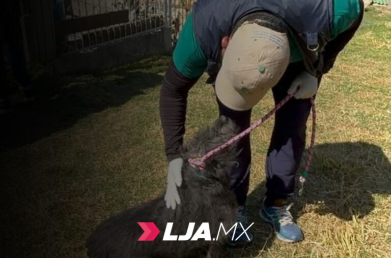 Gobierno de Ciudad de México refuerza acciones de protección animal tras rescate masivo en el Refugio Franciscano