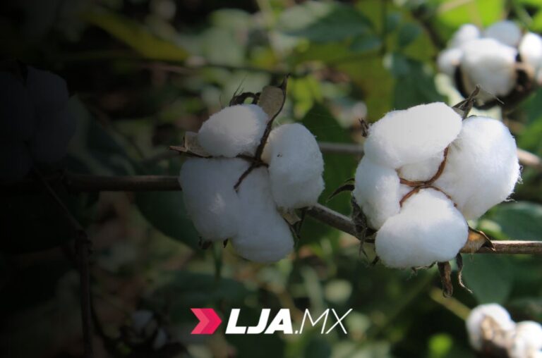 Consolida Gobierno de México rescate del algodón nativo del pueblo amuzgo