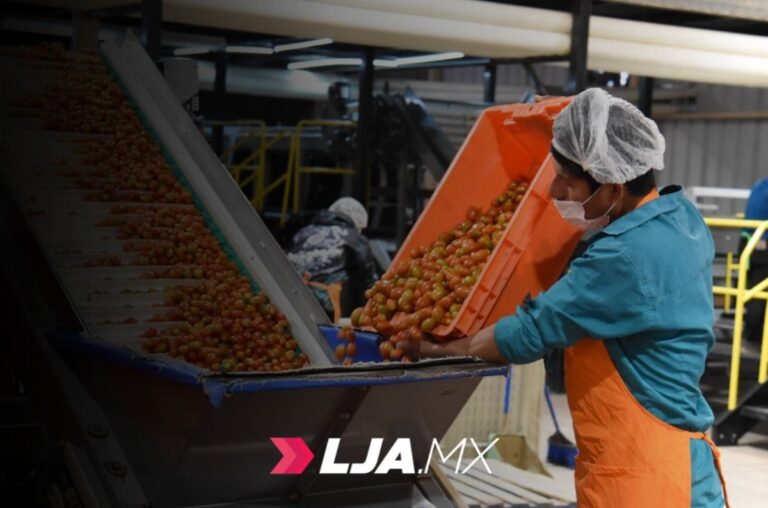 Gobierno de Sonora destaca recuperación del tomate rojo en el sur del estado