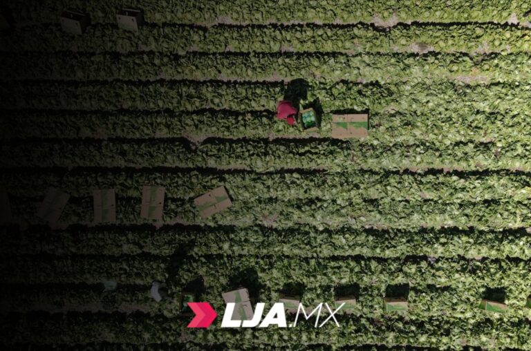 Aguascalientes es líder nacional en producción de lechuga