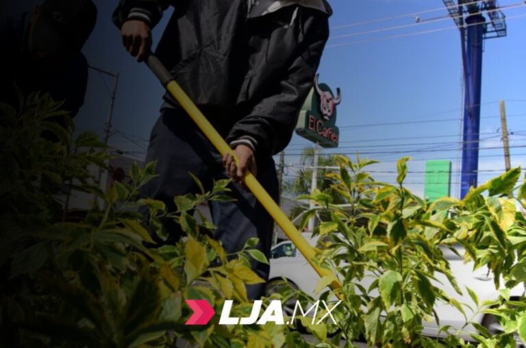 Ayuntamiento realiza trabajos de plantación y rehabilitación de áreas verdes