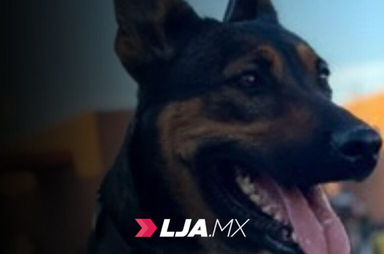 Unidad Canina K-9, clave en la seguridad