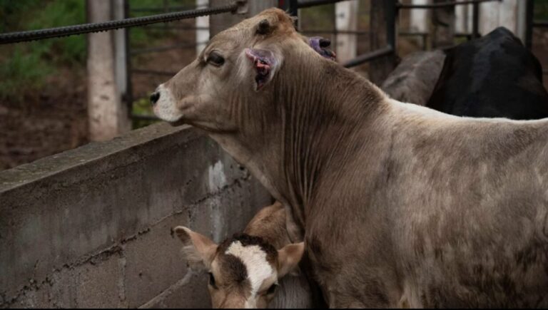 Aumentan casos de gusano barrenador en Tamaulipas; suman 12 contagios en ganado
