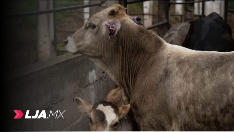 Suman tres casos de gusano barrenador en ganado en Tamaulipas; el más reciente, en González