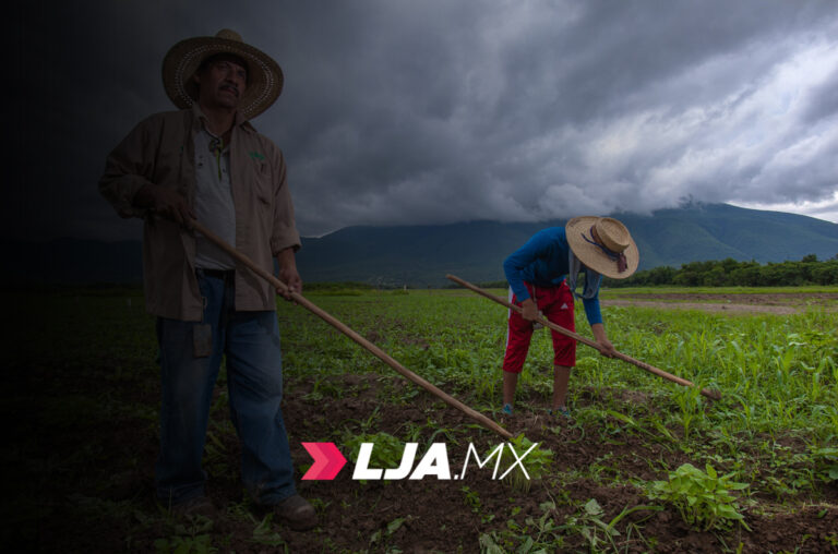 Garantizan la soberanía alimentaria en la producción de alimentos básicos