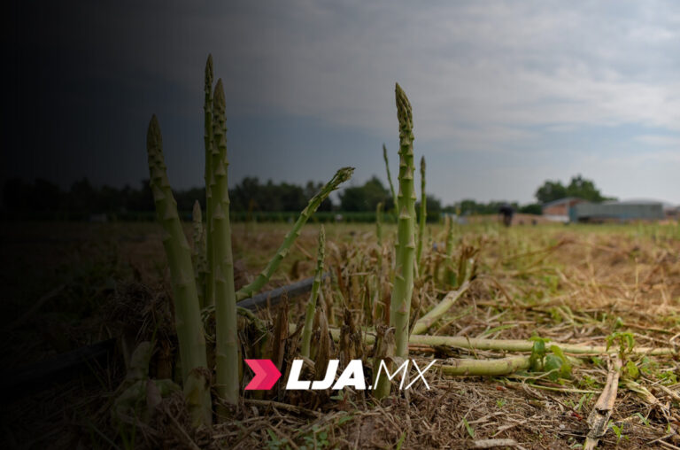 Aguascalientes apoya a sus productores para que obtengan mejores ganancias con nuevos cultivos