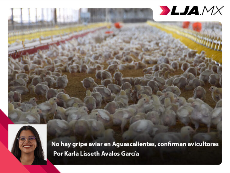 No hay gripe aviar en Aguascalientes, confirman avicultores