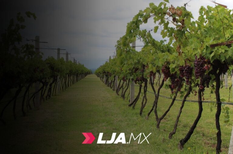 Iniciativa legislativa busca blindar la producción de uva en la entidad