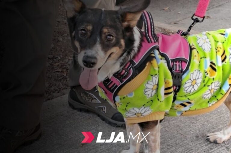 ISSEA anuncian campaña de esterilización canina y felina en Aguascalientes