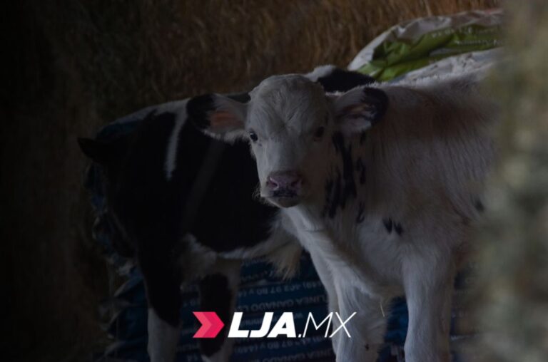 Abren apoyos para impulsar a productores de ganado, abejas y peces en Aguascalientes