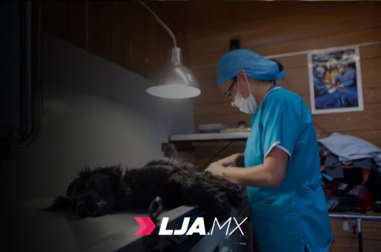 Refugios de animales en la CDMX: regulación sin apoyo real del Estado a rescatistas