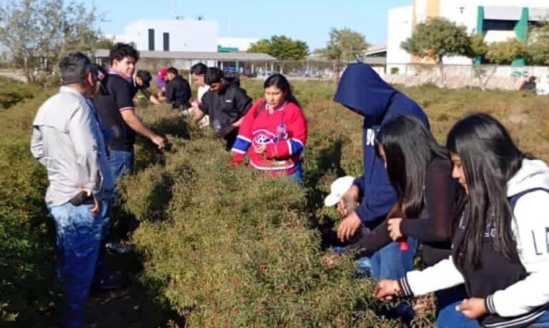 Impulsan innovación agrícola desde la UTEtchojoa con cultivo de chiltepín en Sonora