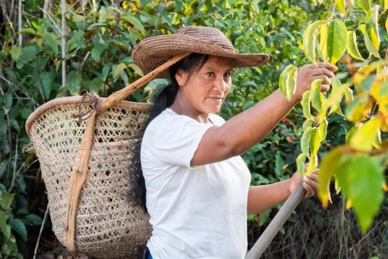 El BID lanza su primer Bono Amazonía: 1.000 millones de dólares australianos para financiar la protección del pulmón del planeta