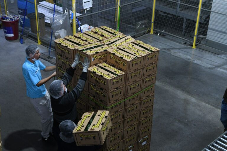 Michoacán va por la protección total de su aguacate: Sedeco