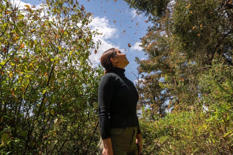 Erradican tala en la Reserva Monarca en Michoacán