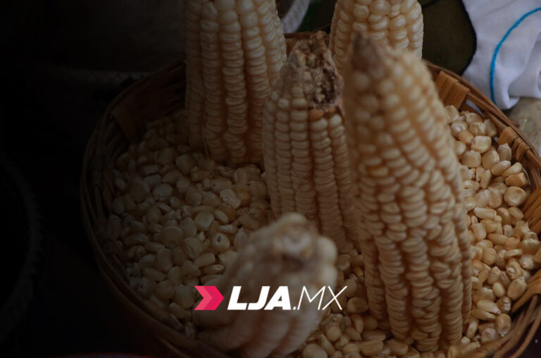 Refuerza Sembrando Vida acciones para proteger maíces nativos y avanzar en soberanía alimentaria