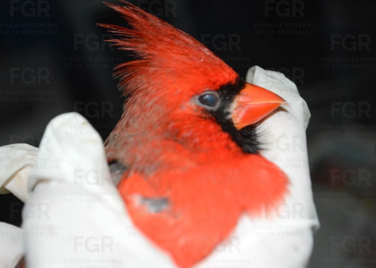 FGR obtiene vinculación a proceso contra dos personas por posible delito contra la biodiversidad