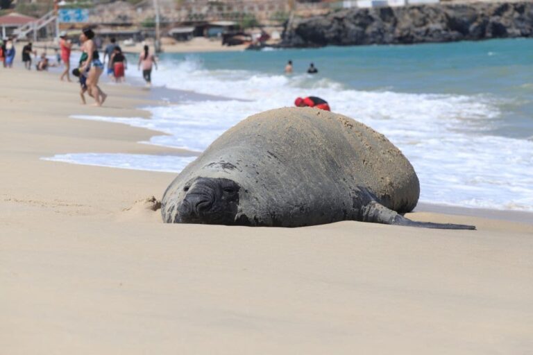 Quién es Panchito Cortés, el elefante marino que llegó de la Patagonia a México