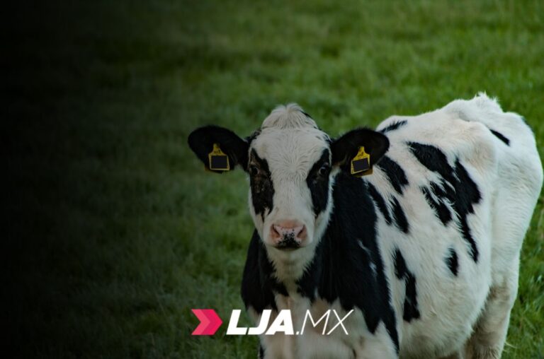 Ruta del Ganado: proyecto estudiantil que busca llevar tecnología al manejo ganadero