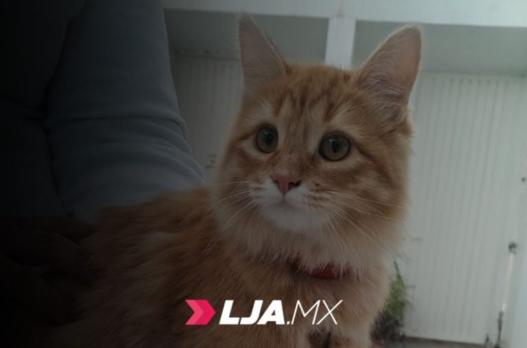 ISSEA realizará campaña de esterilización canina y felina en Aguascalientes